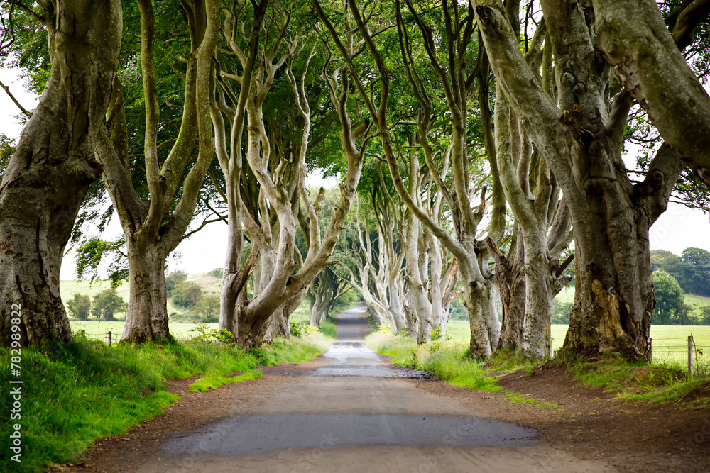 Spectacular Dark Hedges in County Antrim, Northern Ireland on cloudy foggy day. Avenue of beech trees along Bregagh Road between Armoy and Stranocum. Empty road without tourists - obrazy, fototapety, plakaty 
