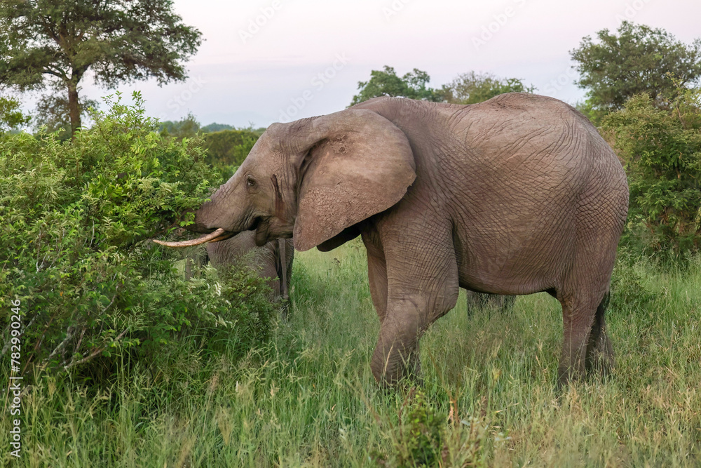 Fototapeta premium Elephant_Kruger National Park Safari in South Africa