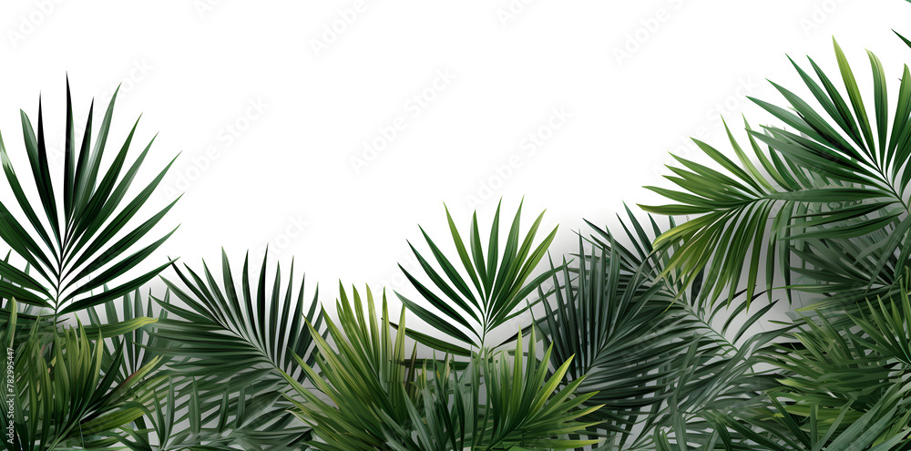 Frame with tropical palm leaves and jungle plants isolated on white background Frame with tropical palm leaves and jungle plants isolated on white background
