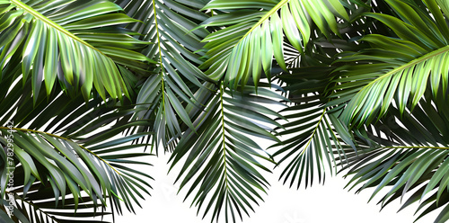 Frame with tropical palm  leaves and jungle plants isolated on white background