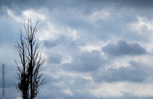 A dry tree with bare branches silhouetted against a moody and overcast sky image in horizontal format with copy space 