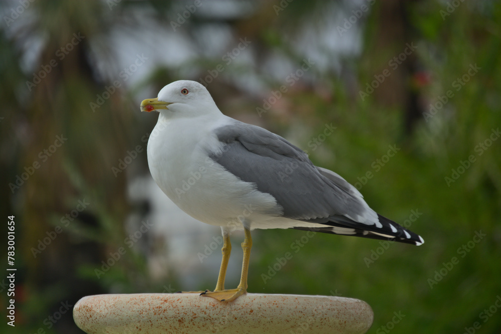 Sharp, closeup photo of a Short Billed Gull in Portugal Sharp, closeup photo of a Short Billed Gull in Portugal