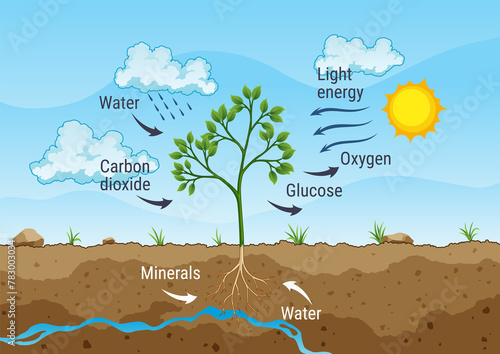 Photosynthesis process. Tree produce oxygen using rain and sun. Diagram showing process of photosynthesis in plant. Colorful biology scheme for education in flat style