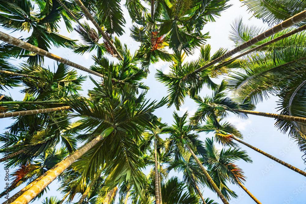 A betel nut forest in the afternoon in Qiongzhong, Hainan, China A betel nut forest in the afternoon in Qiongzhong, Hainan, China