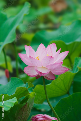 Lotus in Expo'70 Commemorative Park (万博記念公園)	