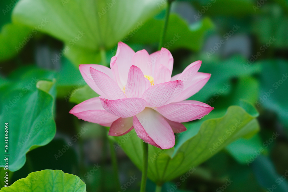 Lotus in Expo'70 Commemorative Park (万博記念公園) Lotus in Expo'70 Commemorative Park (万博記念公園)