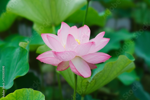 Lotus in Expo 70 Commemorative Park                      