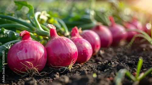 Onion plants are growing on the field, close up. Harvesting background with onion bulb
