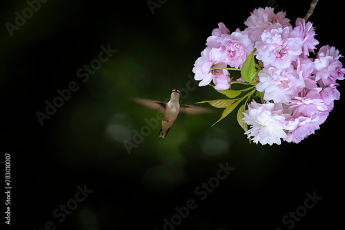 dark photo in the garden. blossoming branch of sakura and hummingbird