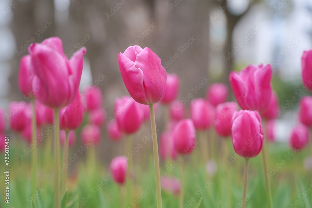 Obraz premium 日本の春、横浜公園のチューリップの花