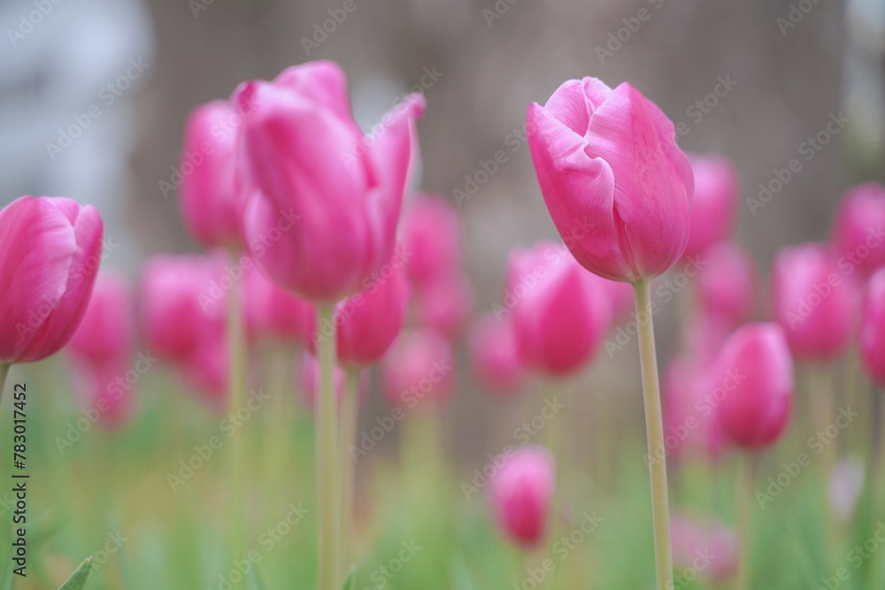 日本の春、横浜公園のチューリップの花 日本の春、横浜公園のチューリップの花