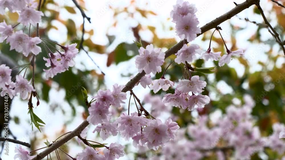 桜の枝 桜の枝