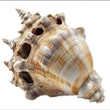 Sea shell isolated on white background,  Clipping path included for easy extraction