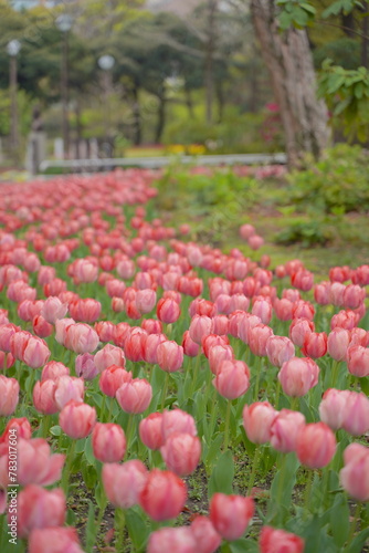 日本の春、横浜公園のチューリップの花 photo