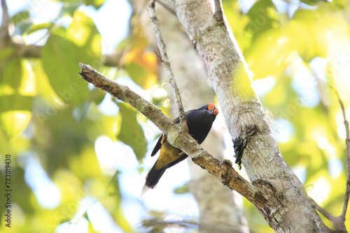 The fiery-browed starling or fiery-browed myna (Enodes erythrophris) is a species of starling in the family Sturnidae. This photo was taken in Sulawesi island, Indonesia.