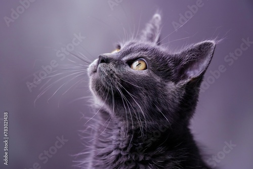 Portrait of a black cat on a purple background, Close-up