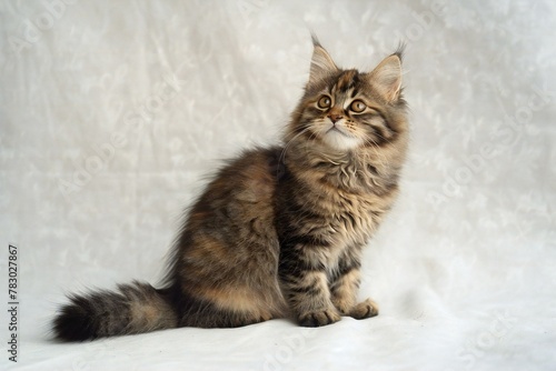 Siberian cat on a white background, siberian breed