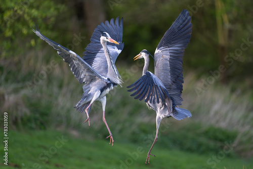 Grey Herons fighting