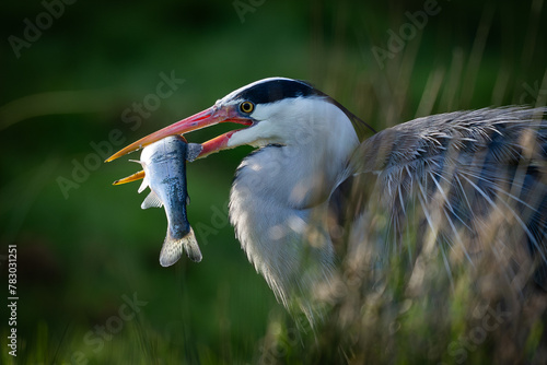 Grey Heron with fish on green background