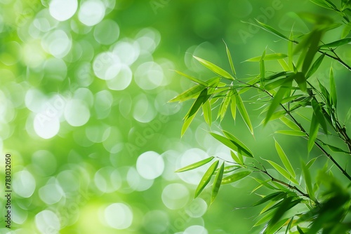 Bamboo leaves on green bokeh background  nature background