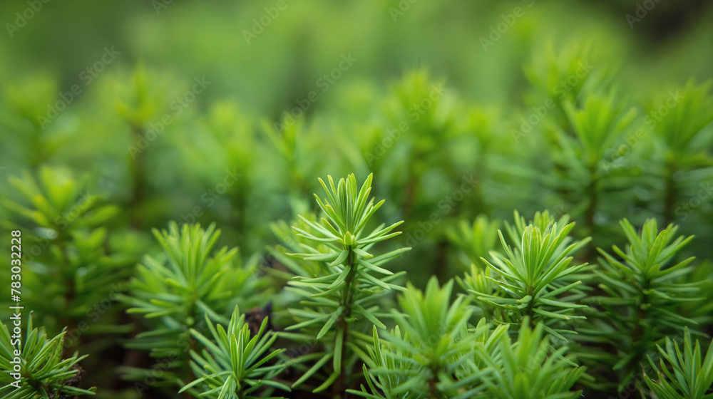 Lush Green Coniferous Plant Sprouts Close-Up
