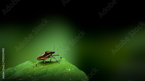 Shield Bug or Stink Bug (Pentatomidae) Looking around on top of leaf photo