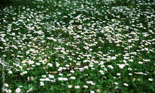clearing with field daisies, background