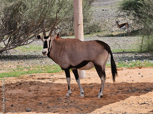 The gemsbok is the largest and best known of the four species of oryx, or straight-horned antelope. 