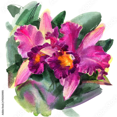 Watercolor sketch illustration of  pink cattleya orchid flower isolated on white background.