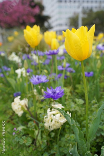 日本の横浜の山下公園の花2024 © dokosola