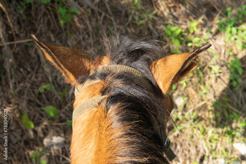 Domestic animals. Horse's head seen from the rider's point of view.