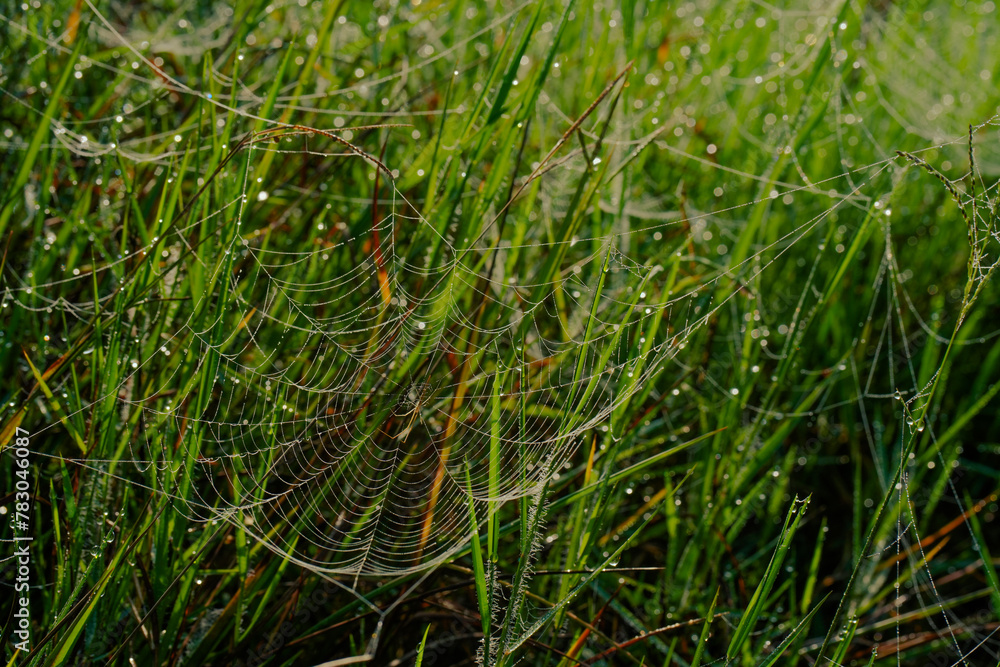 An abandoned spider web is cover of dew after the rain An abandoned spider web is cover of dew after the rain