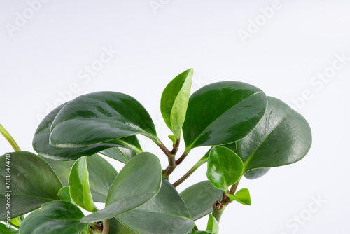 young green plant Peperomia obtusifolia in a black pot. isolated on white background