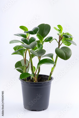 young green plant Peperomia obtusifolia in a black pot. isolated on white background