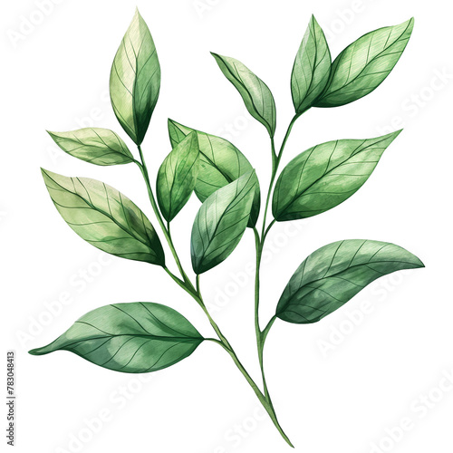 Green leaves with branch in watercolor style isolated on transparent background