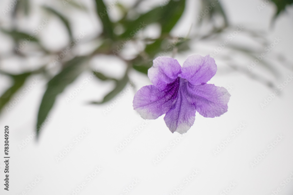 Ruellias, wild petunias is a small shrub with single, opposite leaves. The leaves are long and slender, with a pointed tip and a rounded base. The flowers come in clusters of 2-3 flowers per bouquet. Ruellias, wild petunias is a small shrub with single, opposite leaves. The leaves are long and slender, with a pointed tip and a rounded base. The flowers come in clusters of 2-3 flowers per bouquet.
