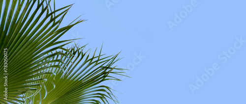 close-up dense leaves tropical leaf African Sabal fan palm tree swaying in wind, background deciduous palm tree on blue sky, concept transcendence, infinity, banner for design