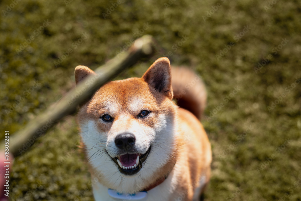 Red shiba inu dog is looking to the wooden stick in front of it at face on sunny day in the back yard Red shiba inu dog is looking to the wooden stick in front of it at face on sunny day in the back yard