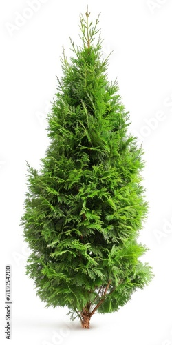 Isolated Eastern Arborvitae Bush on White Background. Thuja Green Plant in Nature  Single Bush with Nobody Around