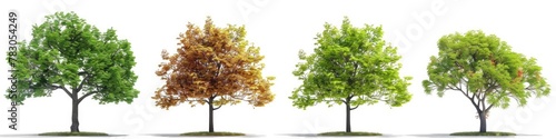 Isolated Red Maple Tree (Acer Rubrum) in 3D Illustration with Clipping Path on White Background for Large Outdoor Spaces