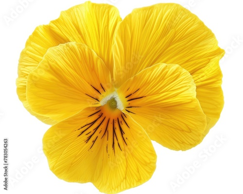 Isolated Yellow Pansy: Design Element for Spring Floral Blooms