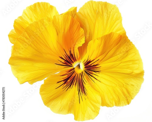 Isolated Yellow Pansy. Design Element of Bloom with Petals on Yellow Background. Perfect for Spring Flora-themed Projects