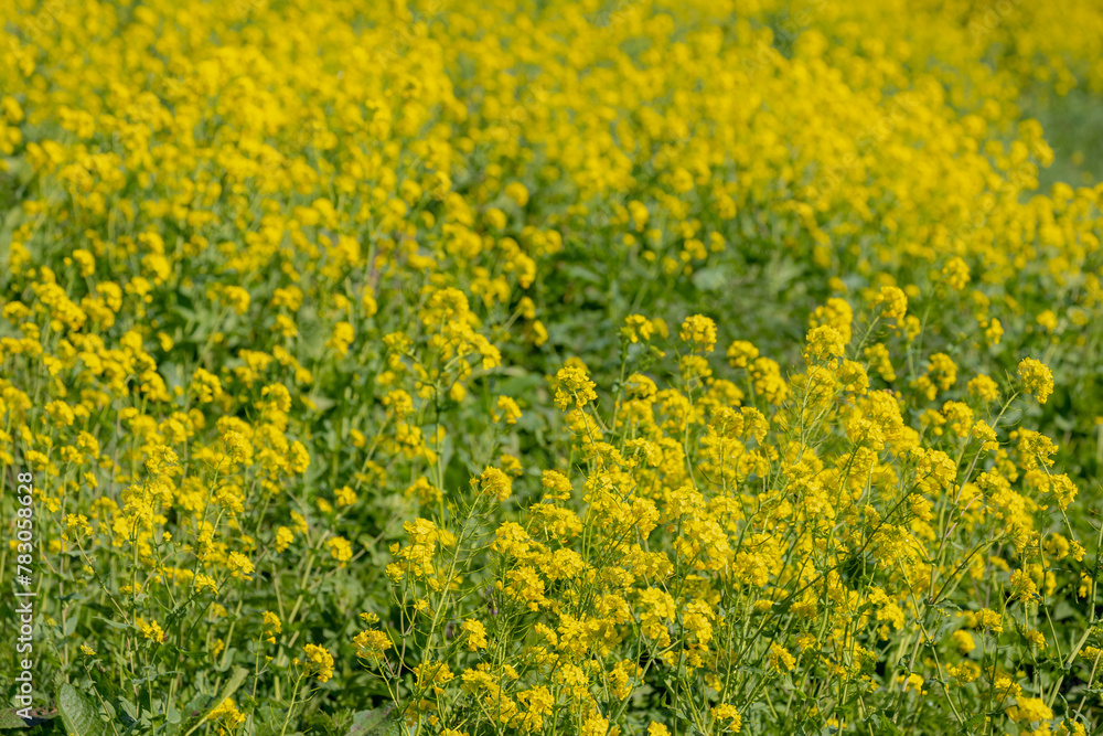 Selective focus of golden yellow flowers with green leaves, Rapeseed also known as Oilseed rape, White mustard (Sinapis alba) is an annual plant of the family Brassicaceae, Natural floral background. Selective focus of golden yellow flowers with green leaves, Rapeseed also known as Oilseed rape, White mustard (Sinapis alba) is an annual plant of the family Brassicaceae, Natural floral background.