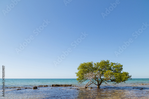 tree on beach in Mozambique