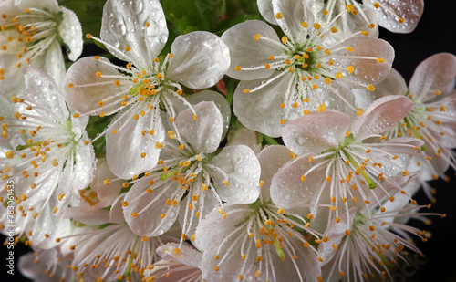 sakura flowers in dew drops close up.