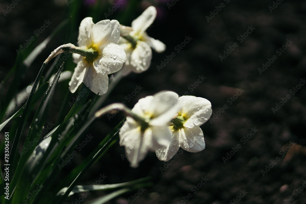 Fototapeta premium close up of a snowdrop