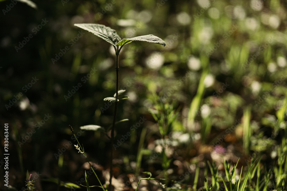 forest snowdrop flower in the spring in the forest forest snowdrop flower in the spring in the forest
