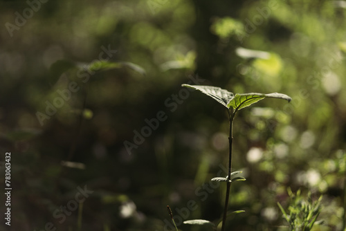 forest snowdrop flower in the spring in the forest