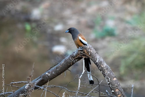 rufous treepie or Dendrocitta vagabunda seen at Jhalana Reserve, Rajasthan India