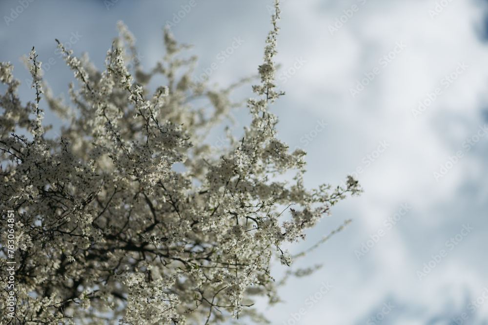 a flowering tree in the spring season a flowering tree in the spring season